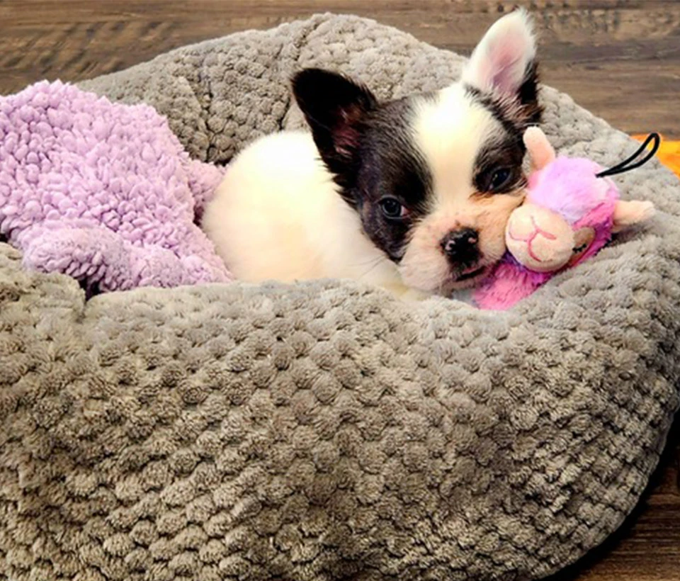 Ophelia, new in-office therapy dog at Anderson Family Dentist