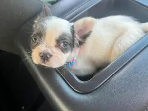 office-dog-gallery-071223 (1)