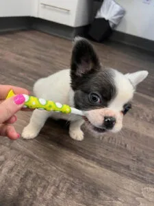 office-dog-gallery-071223 (2)