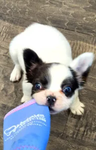office-dog-gallery-071223 (3)