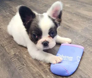 office-dog-gallery-071223 (6)
