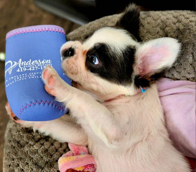 Ophelia, in-office therapy dog at Anderson Family Dentist in Findlay, OH